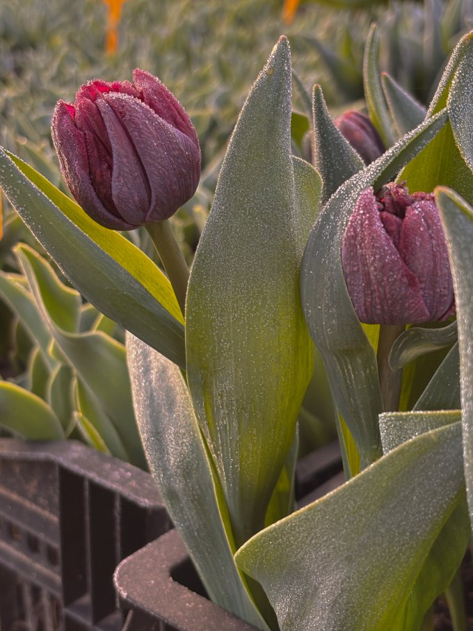 La fraîcheur du matin, la beauté des tulipes photo 1